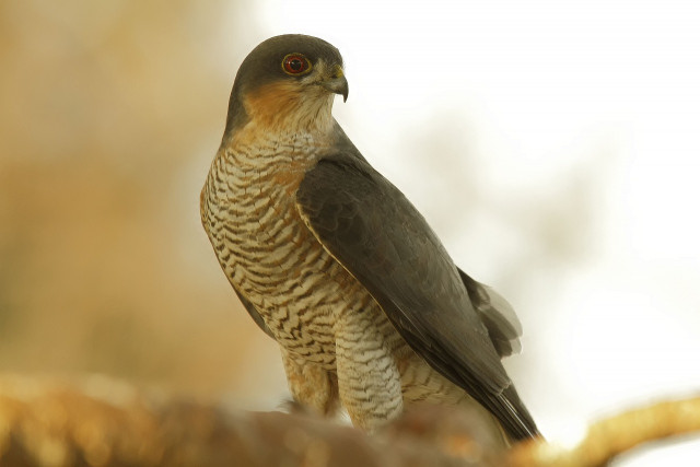 rapace