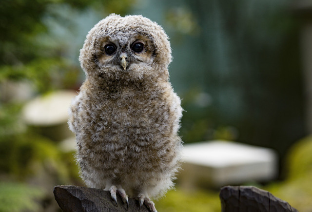 hibou