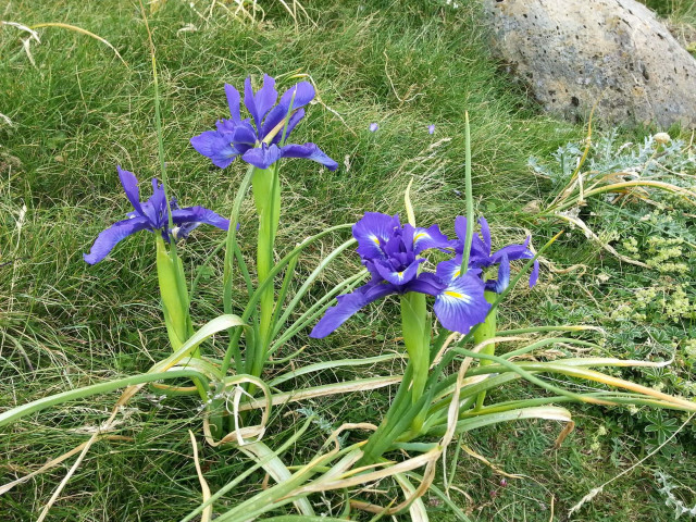 iris-pic-de-ger©otebg