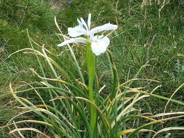irisblanc-pic-de-ger©otebg