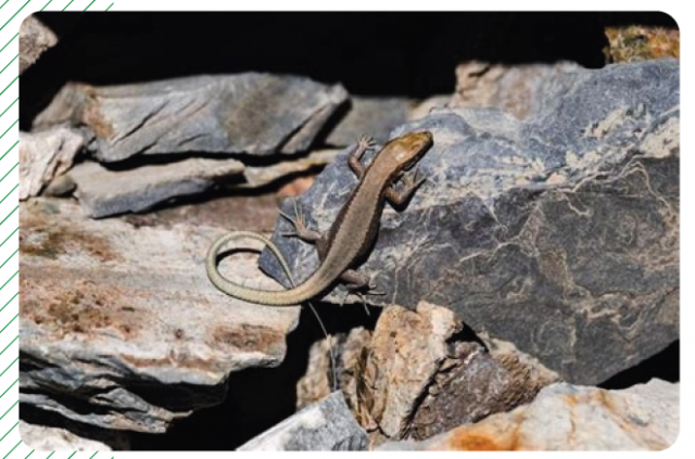 lézard