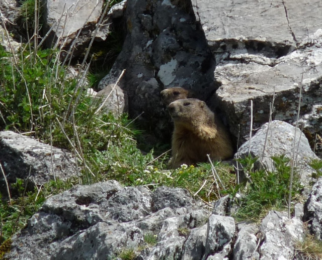 marmottes-1-1884
