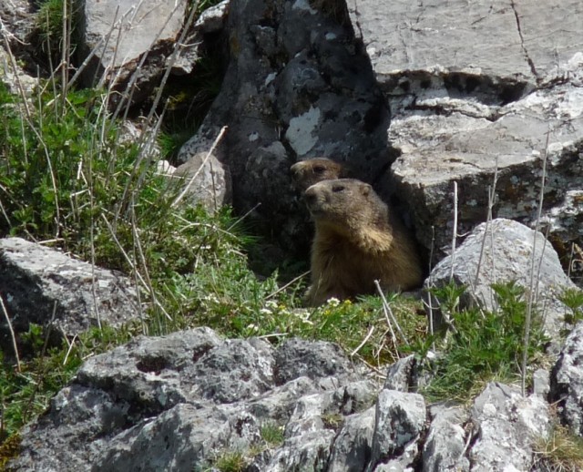 marmottes-1-1884