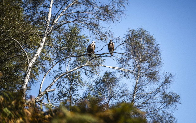 prefix_FAUNE-VAUTOUR4©ADRIEN-BASSE-CATHALINAT