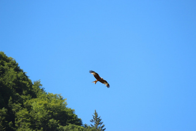 rapace