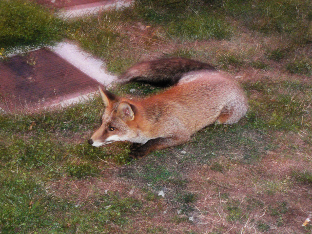 renard