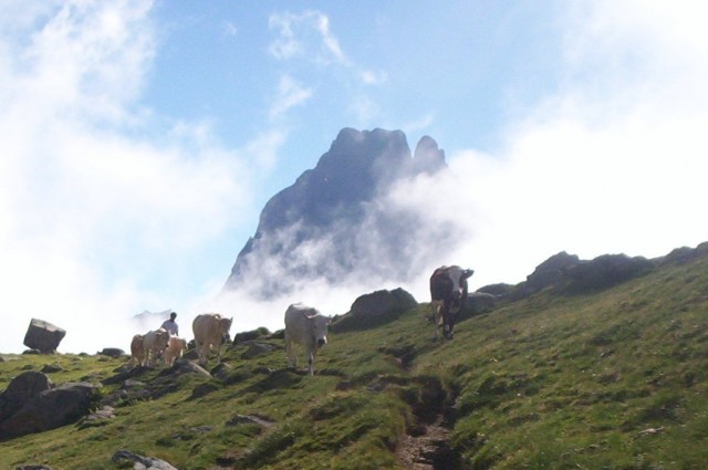 transhumance-retour-ayous-plateau-du-benou-040-1513