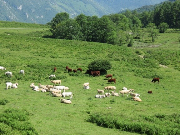 vaches-sur-le-benou-1510