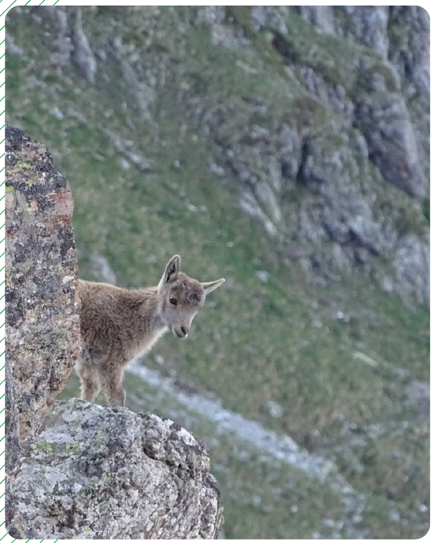 Faune pyrénéenne