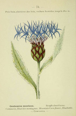 Plantes de montagne