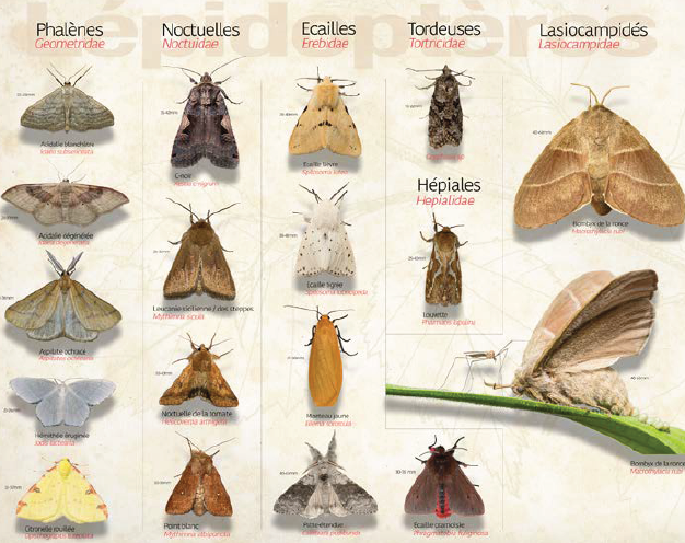 Papillons
