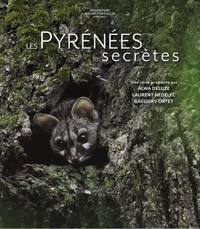 Pyrénées secrète Genette