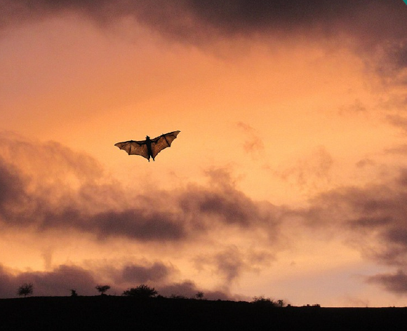 Conférence Chauve souris Faune Nocturne