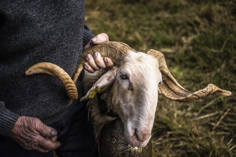 Fete-de-la-transhumance-Lourdios-Icheres - -03-06-23-6 Fete-de-la-transhumance-Lourdios-Icheres - -03-06-23-6