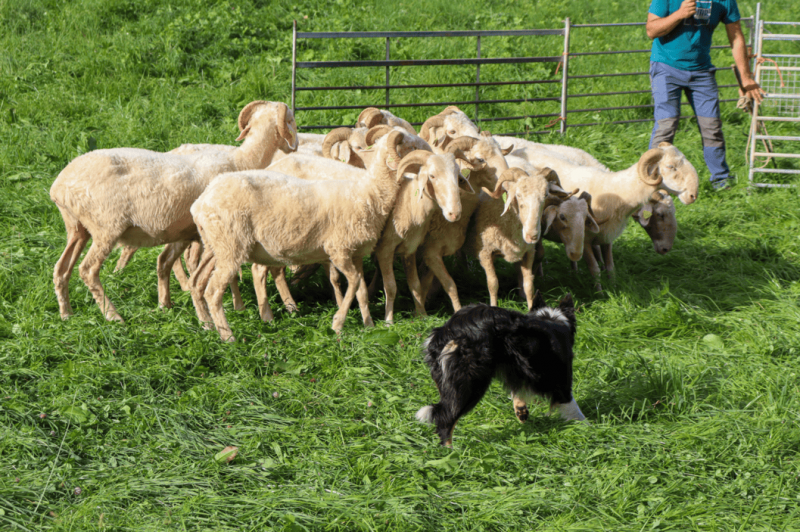 Foire au fromage de Laruns chiens de troupeau©otvo
