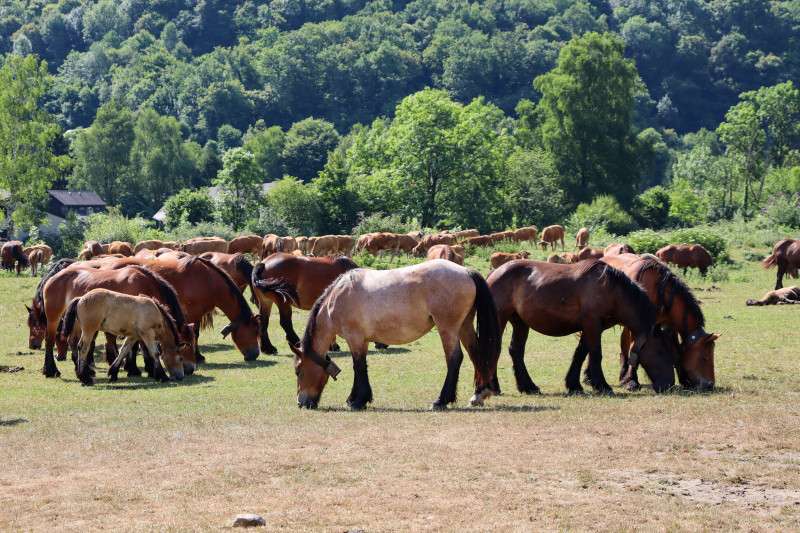 GERE-BELESTEN-MARQUAGE-TROUPEAUX6©OTVO