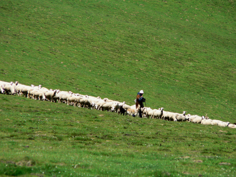 Troupeau-VO1©OTLaruns Troupeau-VO1©OTLaruns