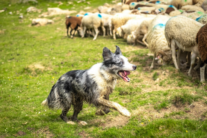 balade-avec-un-berger-soulor-chien-pommies-82979