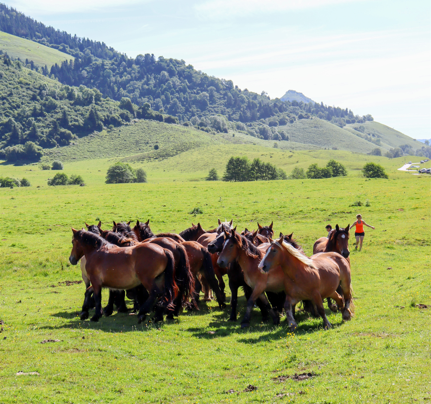 Transhumance Benou