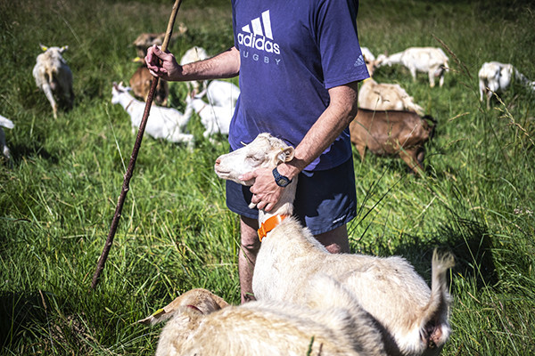 chevre-ryckbosch-guillaume-42747