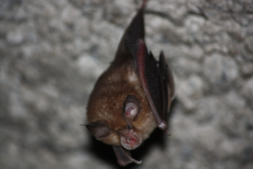 Chauve-souris 