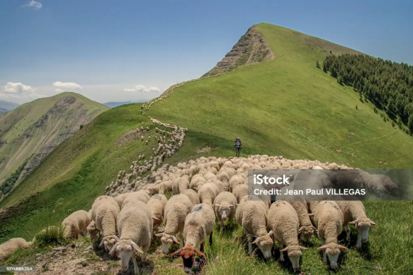 Transhumance