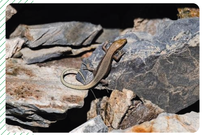 lézard
