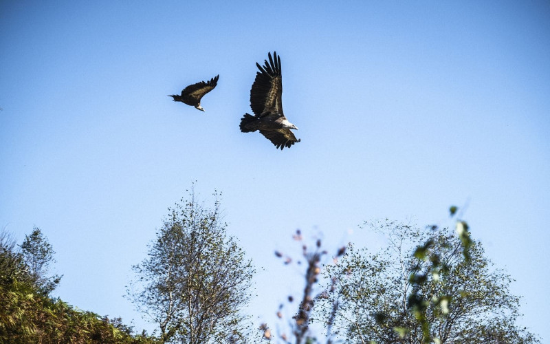 FAUNE-VAUTOUR2©ADRIEN-BASSE-CATHALINAT