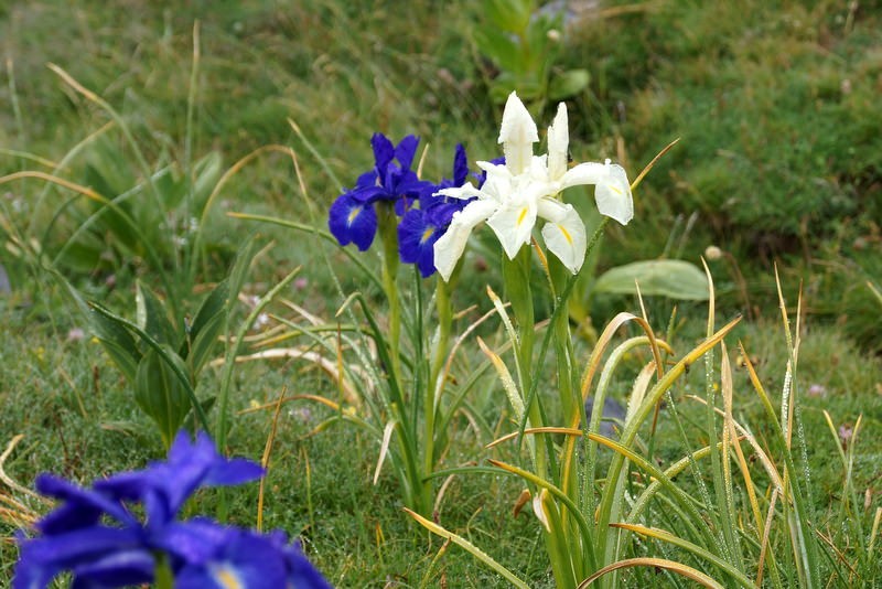 randonnee-botanique-pombie-iris-blanc-1885