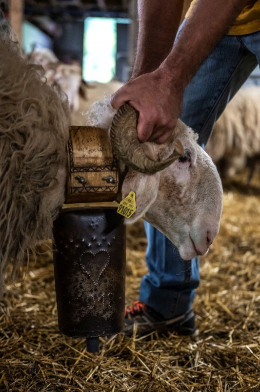 sonnaille-ferme-courtie3-adrien-basse-cathalinat-pays-de-bearn-319259 sonnaille-ferme-courtie3-adrien-basse-cathalinat-pays-de-bearn-319259