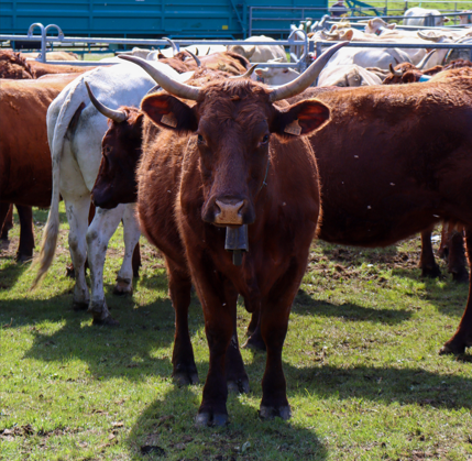 Transhumance